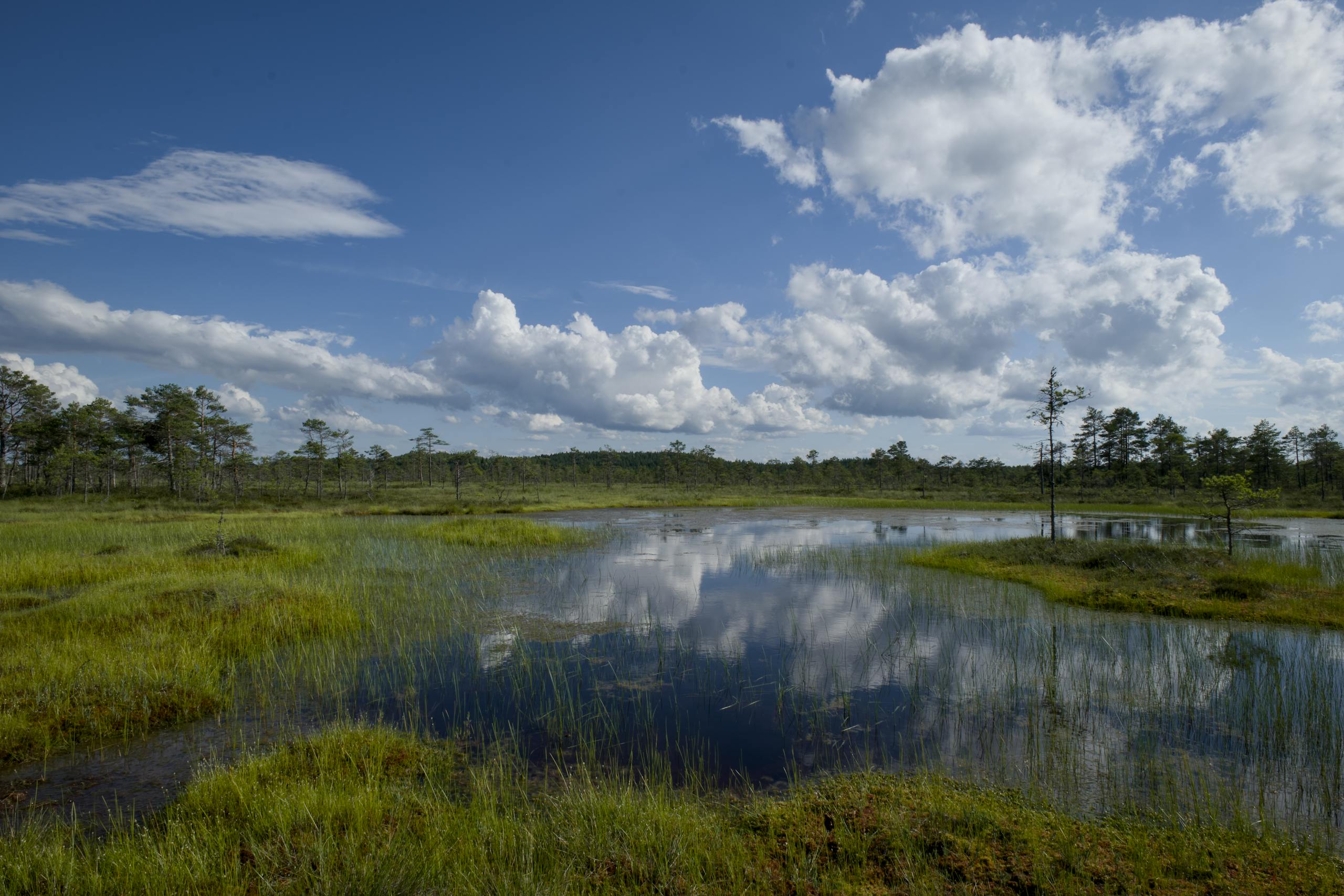 Stock photo of bog, calm, clouds