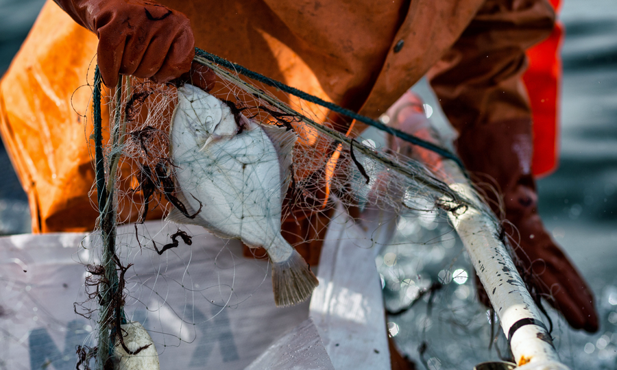 Result: Lost fishing gear is collected from the sea in Finland