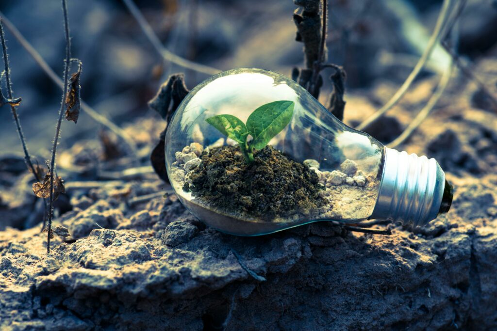 Decorative picture. A light bulb with a plant in side.