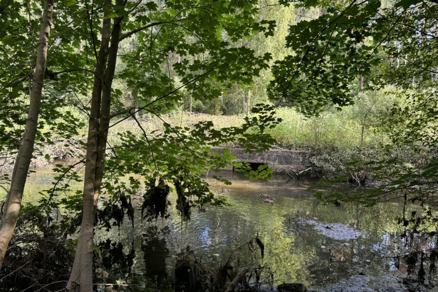 Pilot Site in Spotlight: Riga’s Sediment Pond and Treatment Wetland with a Park Area