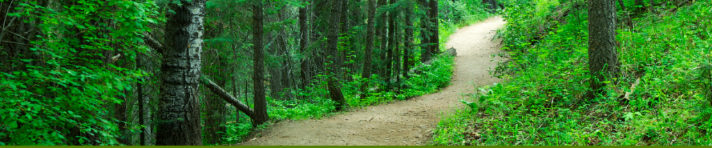 Decorative image of forest trail.