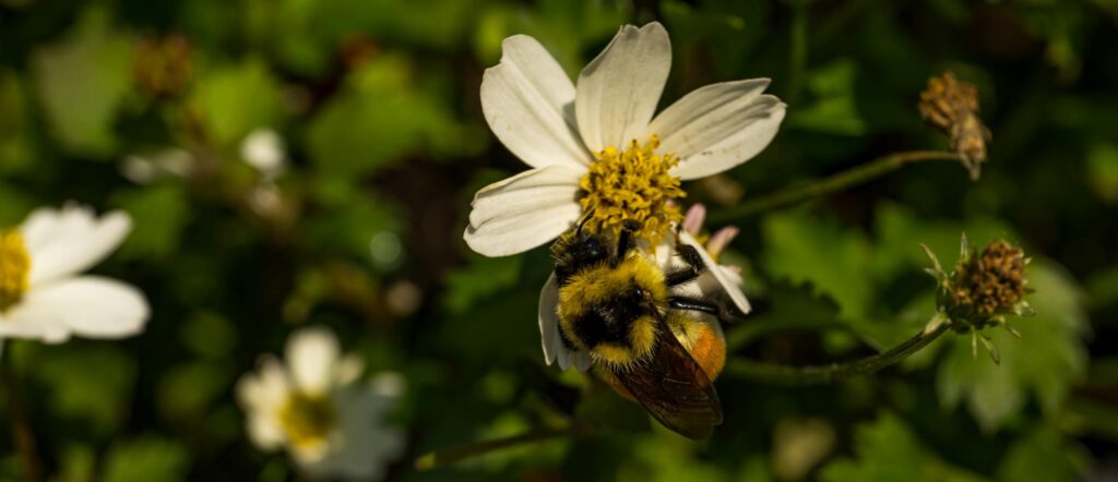 Decorative image of bee pollinating flower.