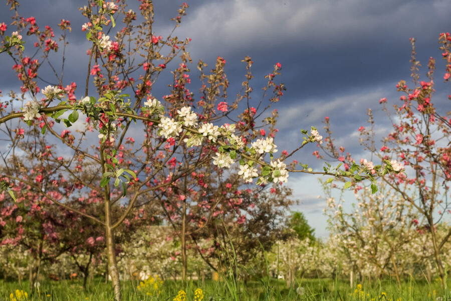 Baltic Cider News #2
