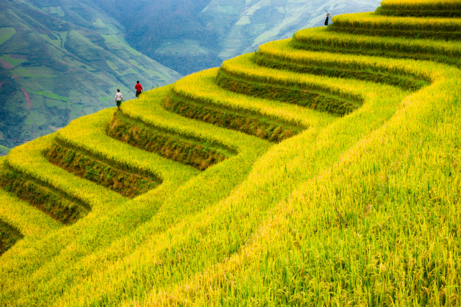 Join us to Vietnam 2026