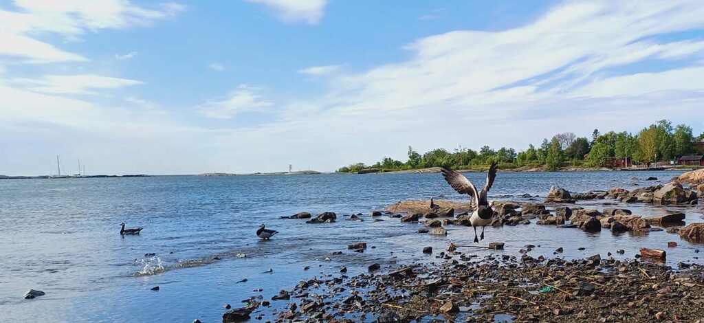 Gheese on a rocky Baltic Sea shoreline near Harakka Island in Helsinki.