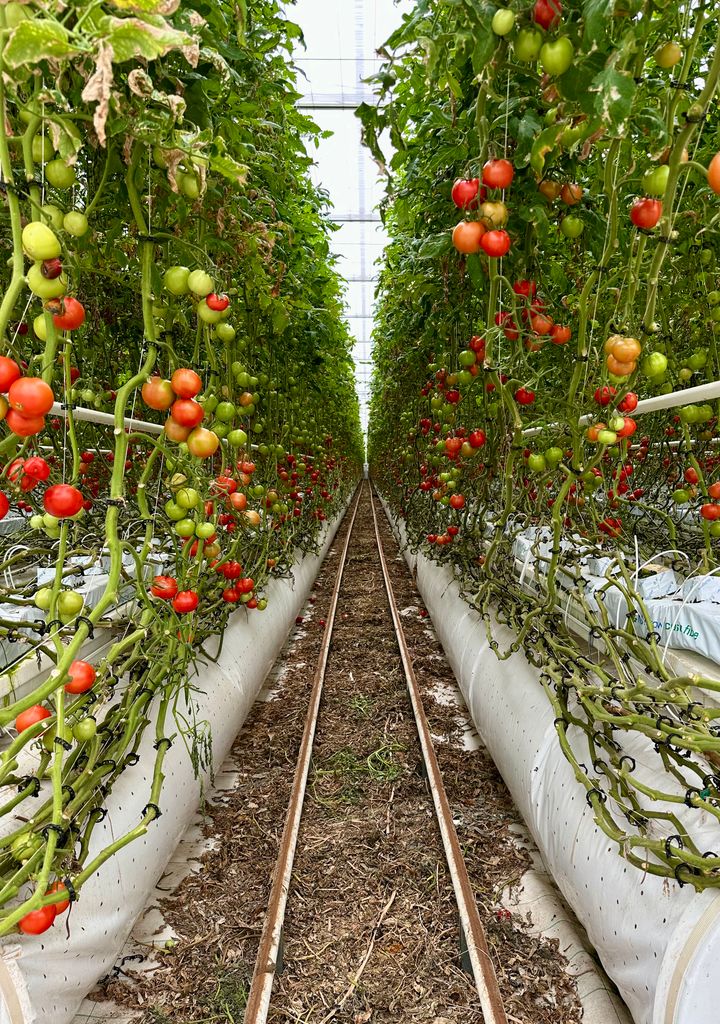 Lush tomato vines with ripe and unripe fruit in a vibrant greenhouse environment.