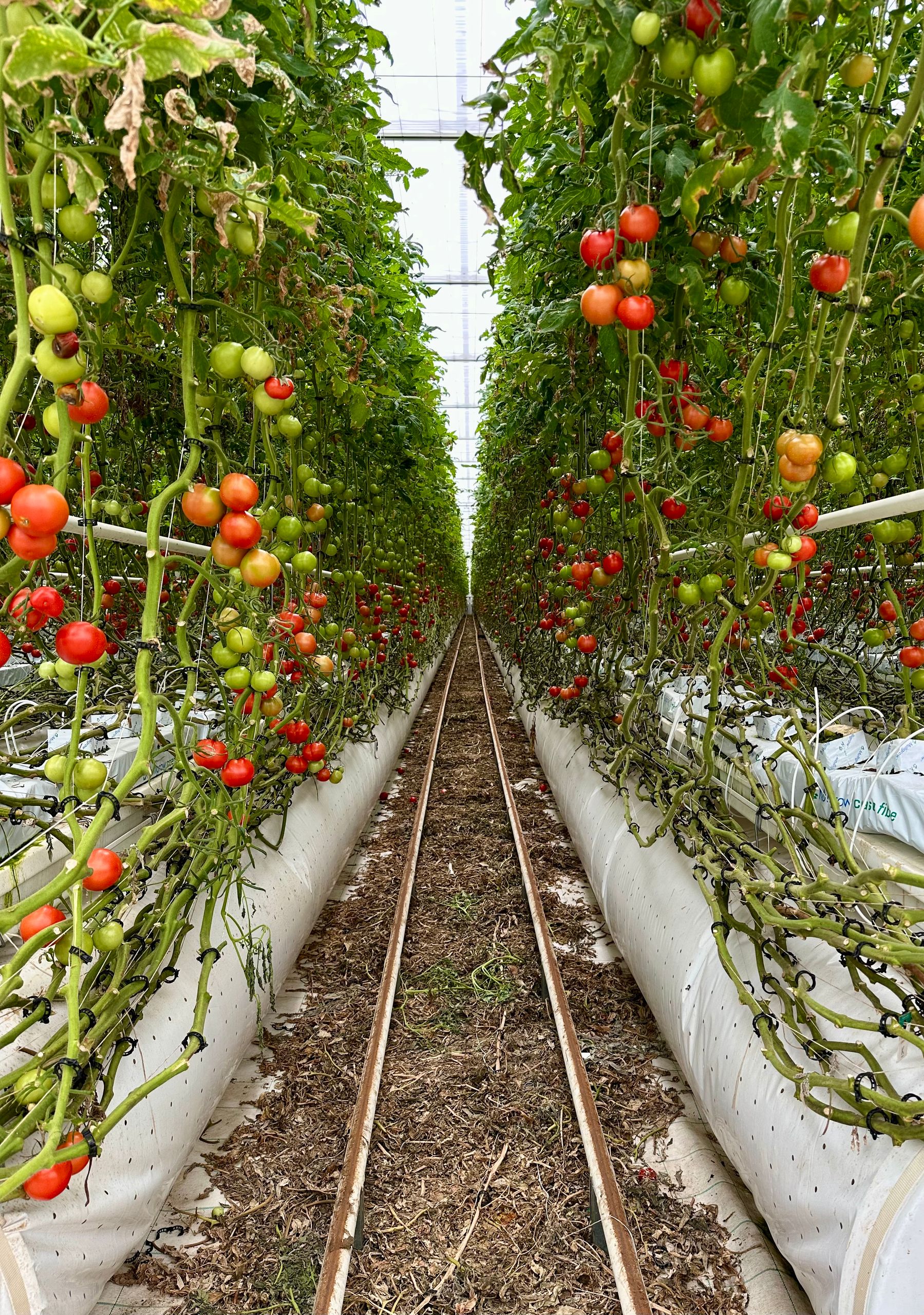 Lush tomato vines with ripe and unripe fruit in a vibrant greenhouse environment.