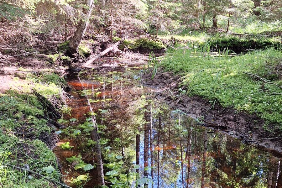 The start of something new – FoRestCoast