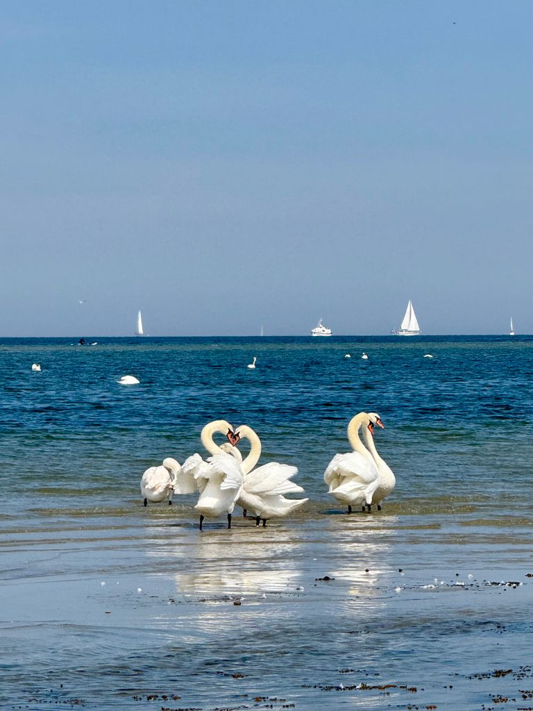 Elegant swans gather by the Baltic Sea with sailboats in the background on a clear day.