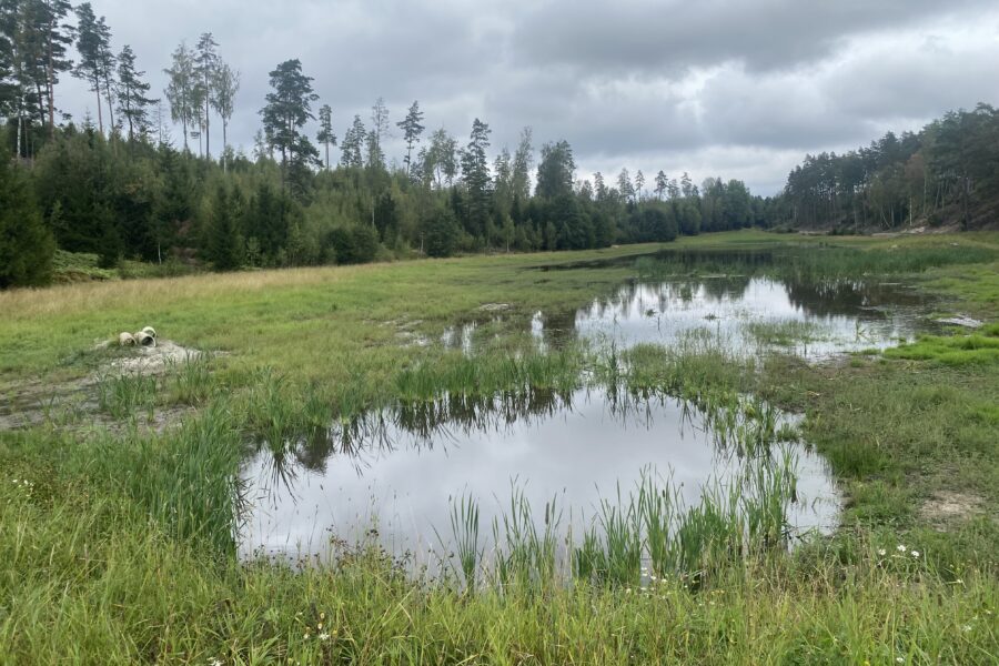 WWF Baltic Sea Programme at Östersjöveckan: Showcasing Solutions for a Healthier Sea
