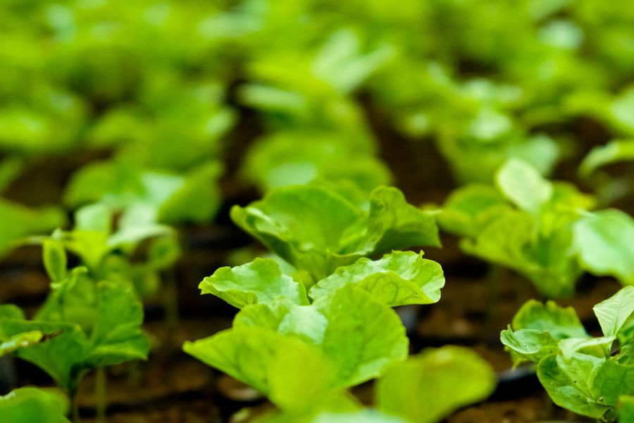 Scaling Organic brought horticultural businesses together