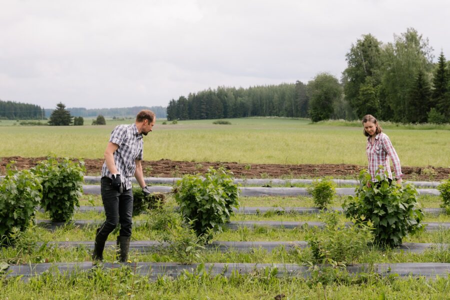 Finnish farm visits: scaling up can mean more than growing bigger