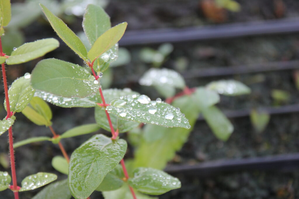 green plant with leaves, water drops on leaves